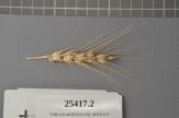 Click for 1 image(s) for this accession. Spike